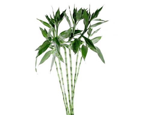 Bamboo