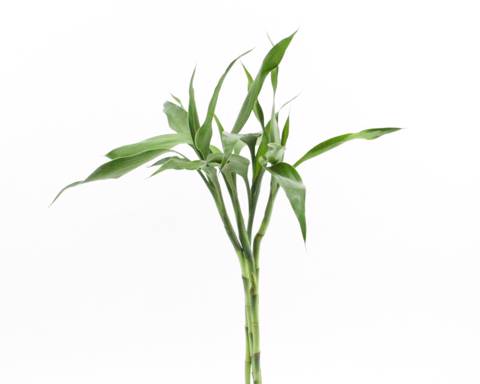Small Bamboo