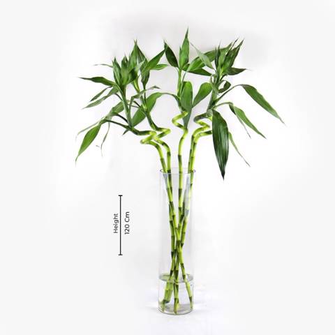 Bamboo with Vase