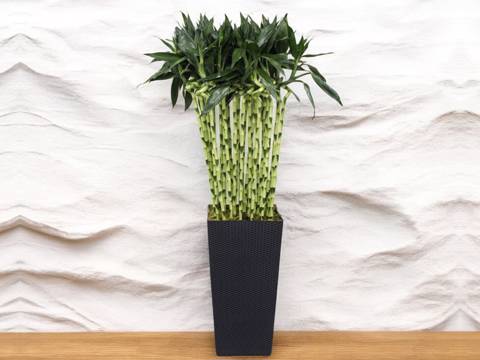Cutesy Arrange